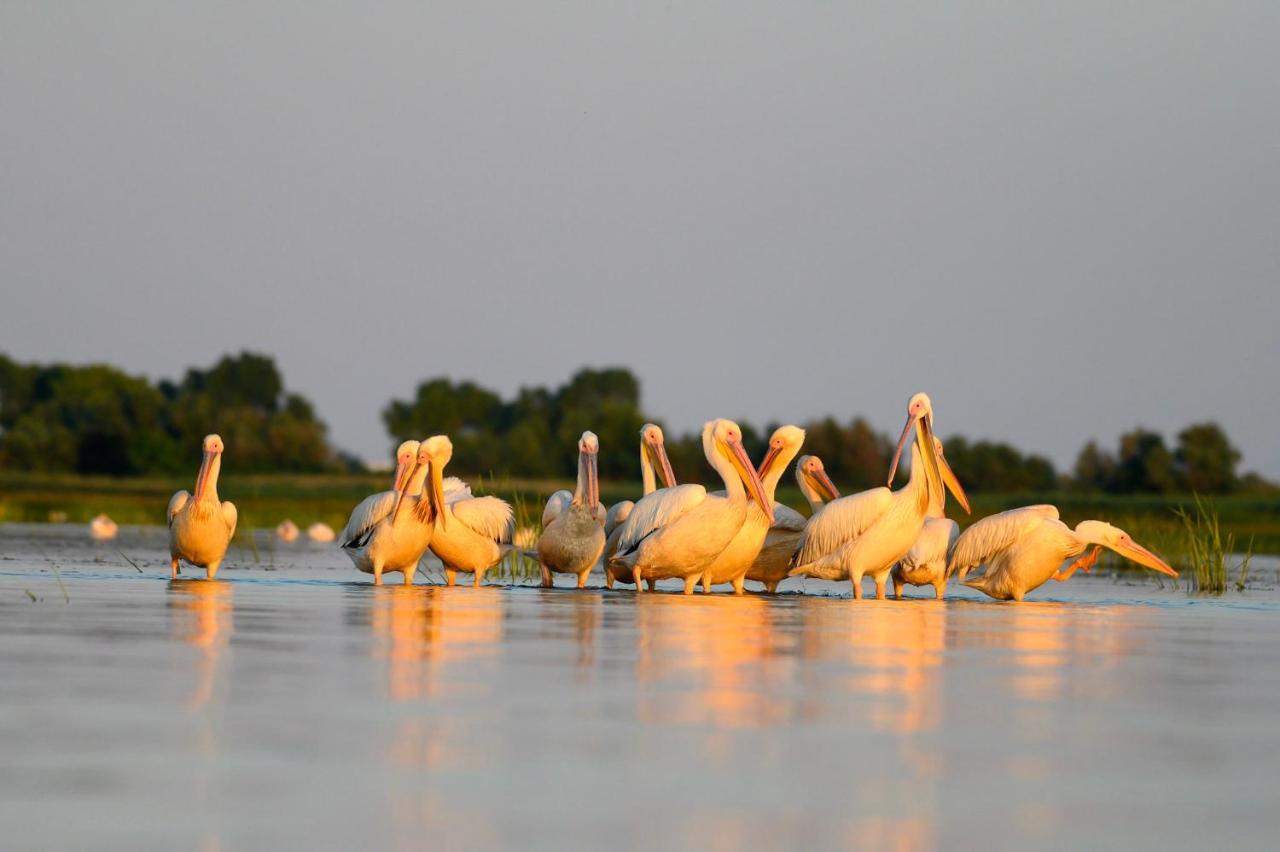Danube Delta Hostel Homestay & Camping Sulina Bagian luar foto