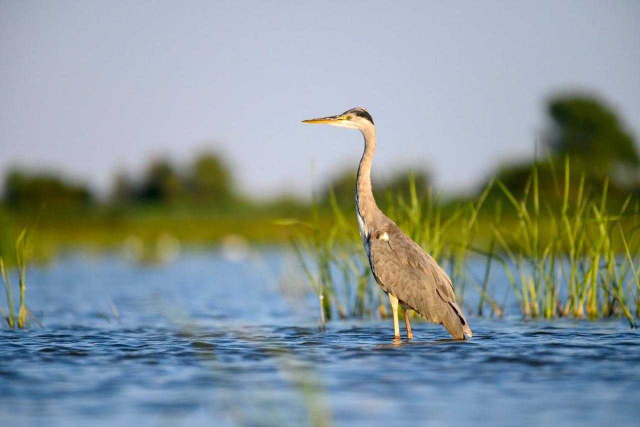Danube Delta Hostel Homestay & Camping Sulina Bagian luar foto